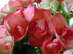 begonia13 (5)